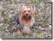 Jork��rsk� terier, Yorkshire Terrier,