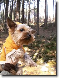 Jork��rsk� terier, Yorkshire Terrier,
