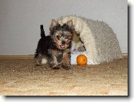 Jork��rsk� terier, Yorkshire Terrier,