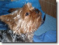 Jork��rsk� terier, Yorkshire Terrier,
