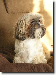 �icu, Shih-Tzu