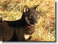 Shiba inu \(Dog standard\)