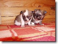 roztomil� brat���ci