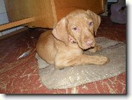 R�vidsz�r� Magyar Vizsla, Hungarian Short-haired Pointing Dog