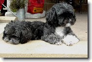 �icu, Shih-Tzu