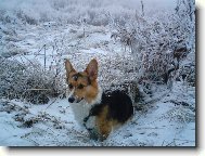 Pembrok Welsh Corgi