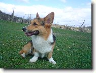 Pembrok Welsh Corgi