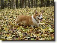 Pembrok Welsh Corgi
