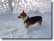 Pembrok Welsh Corgi