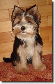 Jork��rsk� terier, Yorkshire Terrier,