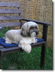 �icu, Shih-Tzu