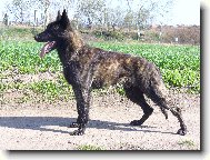 Dutch Shepherd Dog