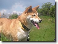 Shiba inu \(Dog standard\)