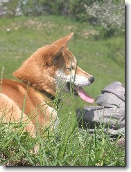 Shiba inu \(Dog standard\)