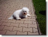 Bichon � poil fris�, Bichon Frise