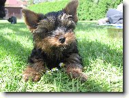 Jork��rsk� terier, Yorkshire Terrier,