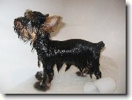 Jork��rsk� terier, Yorkshire Terrier,
