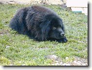 Newfoundland \(Dog standard\)