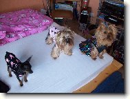 Jork��rsk� terier, Yorkshire Terrier,
