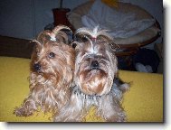 Jork��rsk� terier, Yorkshire Terrier,