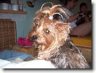 Jork��rsk� terier, Yorkshire Terrier,