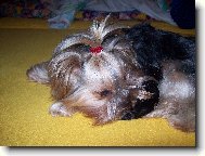 Jork��rsk� terier, Yorkshire Terrier,