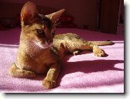 Abyssinian cat