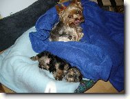 Jork��rsk� terier, Yorkshire Terrier,