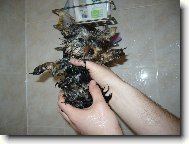 Jork��rsk� terier, Yorkshire Terrier,