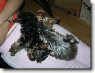 Jork��rsk� terier, Yorkshire Terrier,