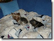 Jork��rsk� terier, Yorkshire Terrier,
