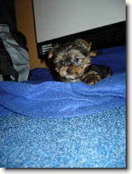 Jork��rsk� terier, Yorkshire Terrier,