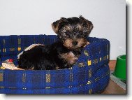 Jork��rsk� terier, Yorkshire Terrier,