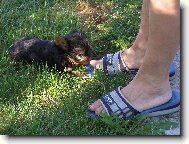 Jork��rsk� terier, Yorkshire Terrier,