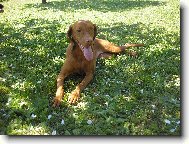R�vidsz�r� Magyar Vizsla, Hungarian Short-haired Pointing Dog