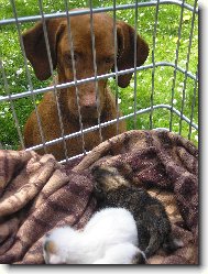 R�vidsz�r� Magyar Vizsla, Hungarian Short-haired Pointing Dog