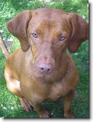 R�vidsz�r� Magyar Vizsla, Hungarian Short-haired Pointing Dog