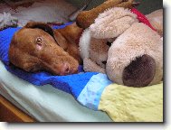 R�vidsz�r� Magyar Vizsla, Hungarian Short-haired Pointing Dog