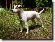 Parson Russel Terrier