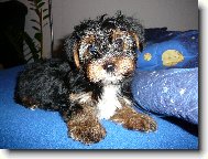 Jork��rsk� terier, Yorkshire Terrier,