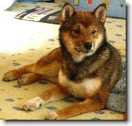 Shiba inu \(Dog standard\)