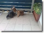 Jork��rsk� terier, Yorkshire Terrier,