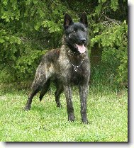 Dutch Shepherd Dog