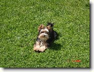 Jork��rsk� terier, Yorkshire Terrier,