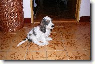 Petit Basset griffon vend�en, Petit Basset Griffon Vendeen