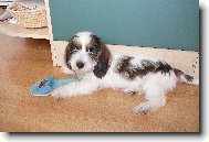 Petit Basset griffon vend�en, Petit Basset Griffon Vendeen