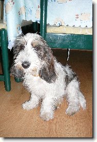 Petit Basset griffon vend�en, Petit Basset Griffon Vendeen