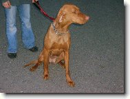 R�vidsz�r� Magyar Vizsla, Hungarian Short-haired Pointing Dog