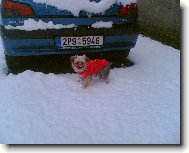 Jork��rsk� terier, Yorkshire Terrier,