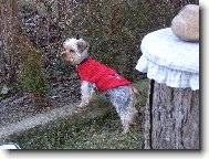 Jork��rsk� terier, Yorkshire Terrier,